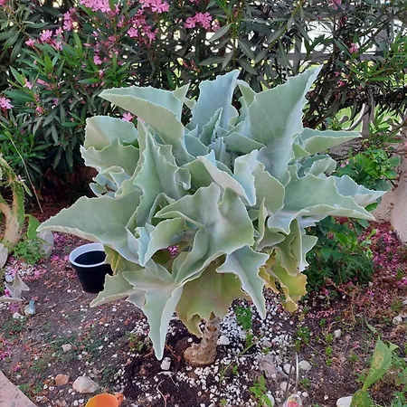 Haus Am Сasa de vacaciones Torrevieja